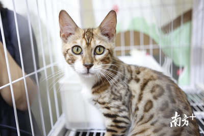 萌寵盛宴 深圳國際寵物展今日火熱開幕，全方位寵物服務(wù)點(diǎn)亮愛寵生活