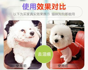 寵物服務(wù) 現(xiàn)代養(yǎng)寵生活的全方位支持